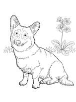 coloriage petit welsh corgi